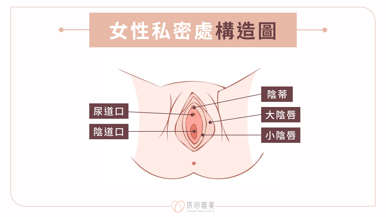 女性私密處構造圖